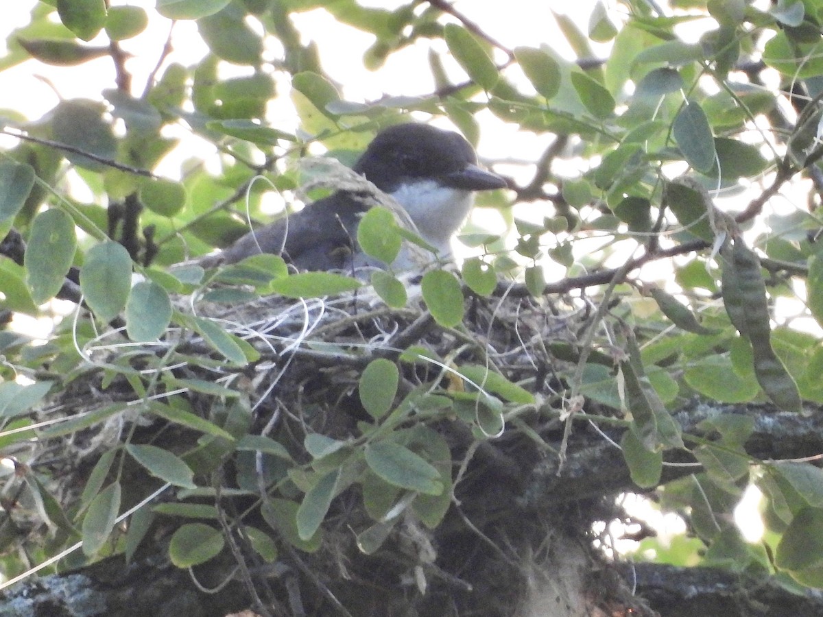 Eastern Kingbird - ML620673692