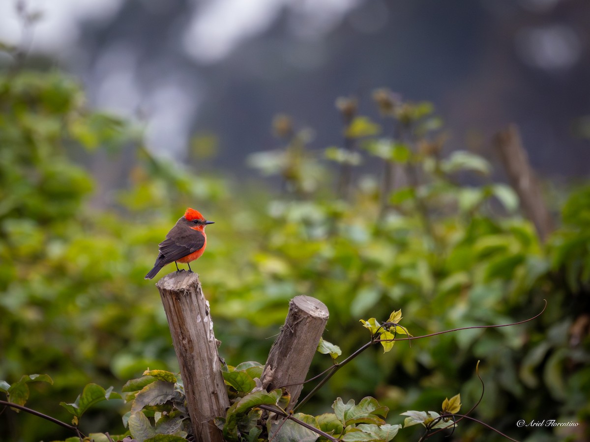 Vermilion Flycatcher - ML620673693