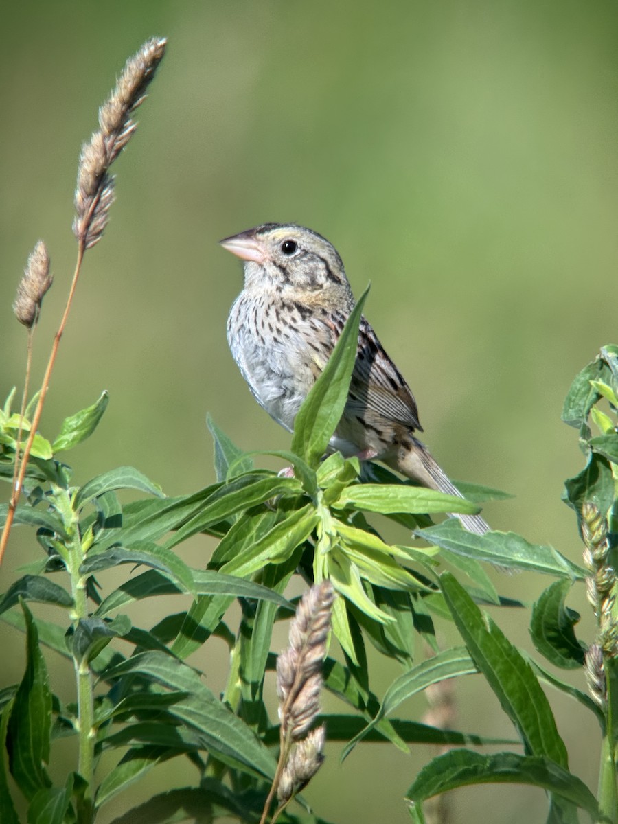 Henslow's Sparrow - ML620673697