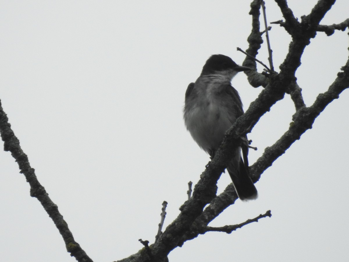 Eastern Kingbird - ML620673701