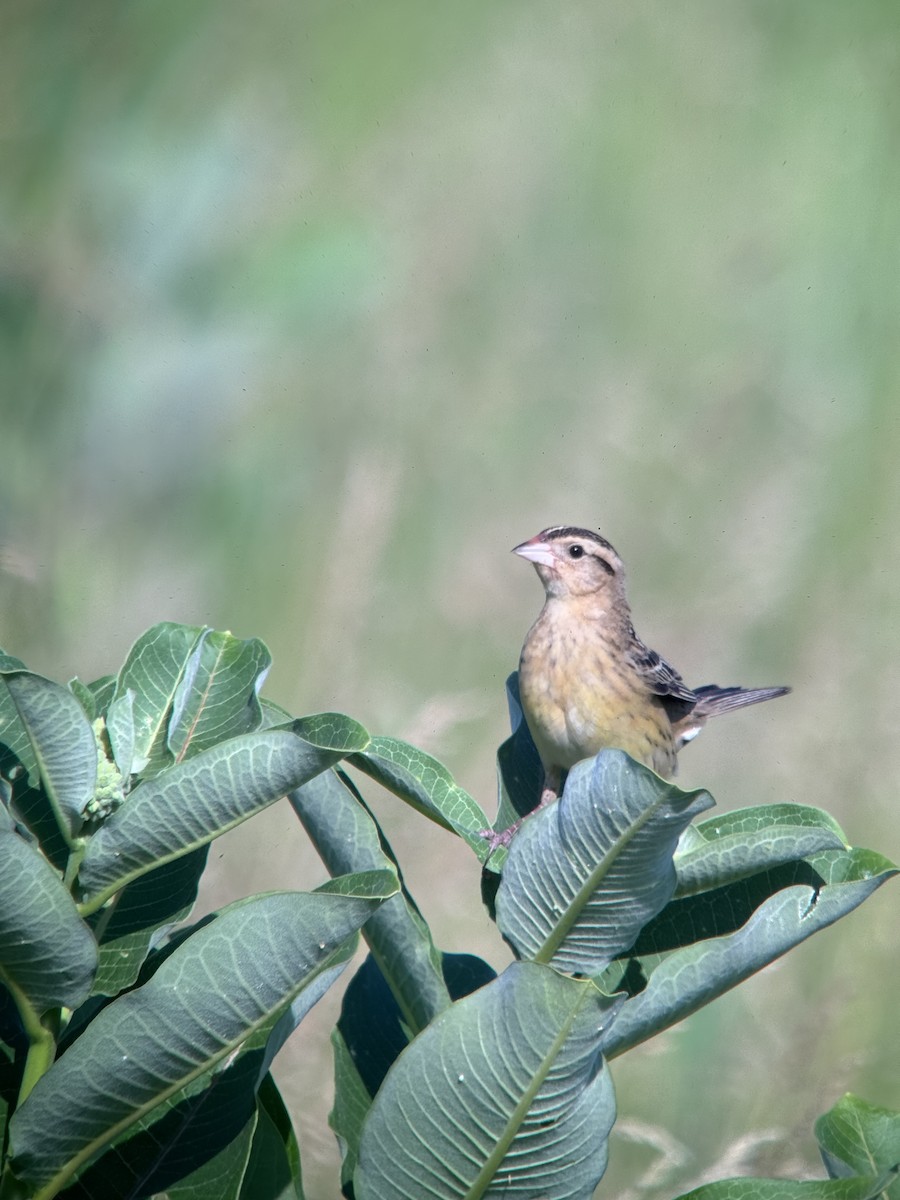 bobolink americký - ML620673706