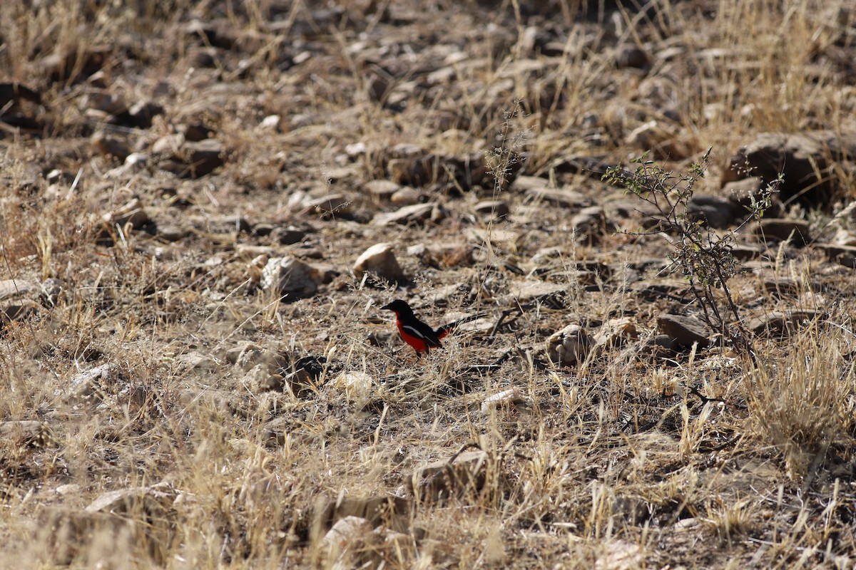 Crimson-breasted Gonolek - ML620673707