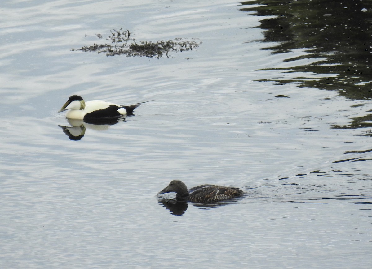 Common Eider - ML620673709