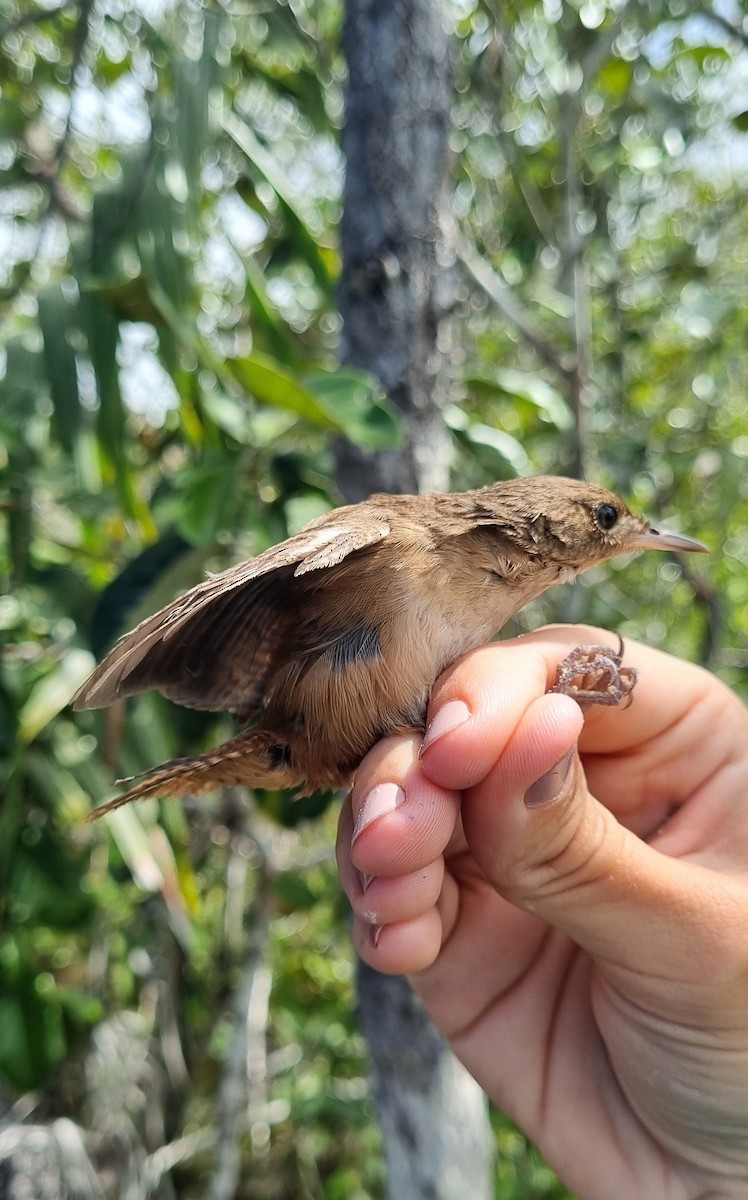 House Wren (Southern) - ML620673712