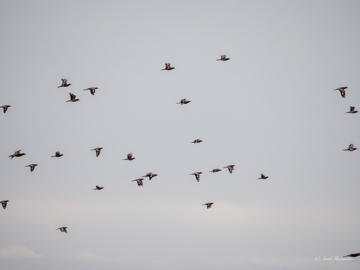 Peruvian Thick-knee - ML620673714