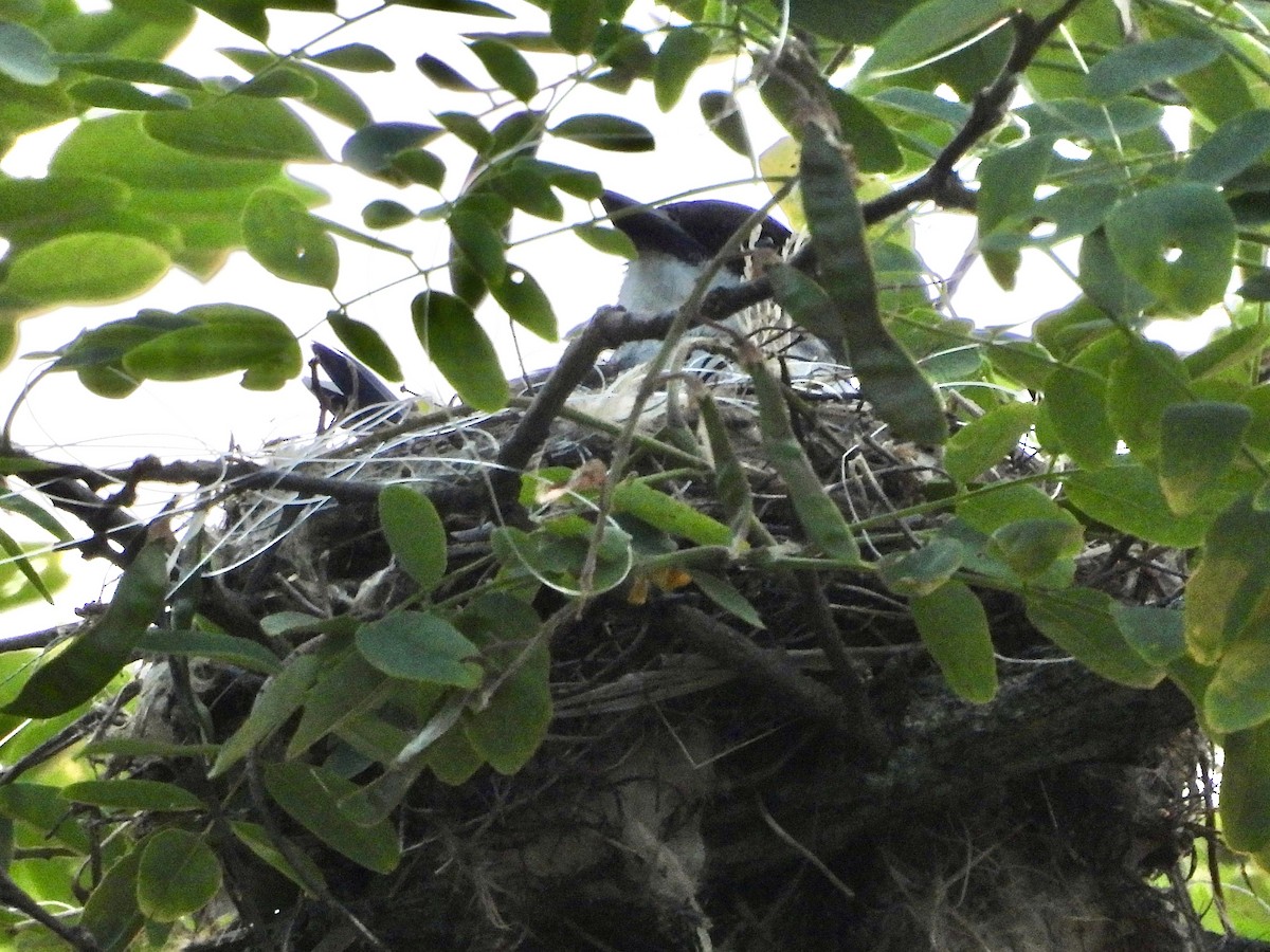 Eastern Kingbird - ML620673718