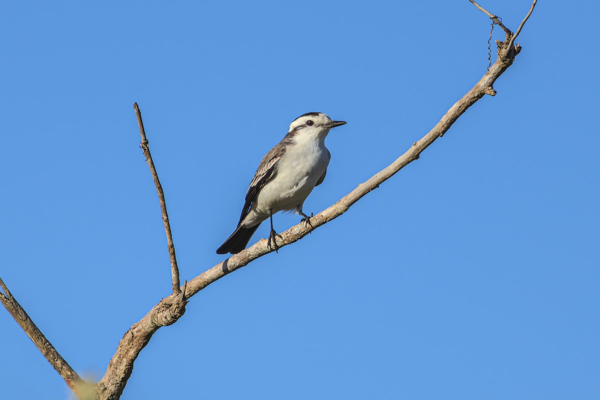 Black-crowned Monjita - ML620673720