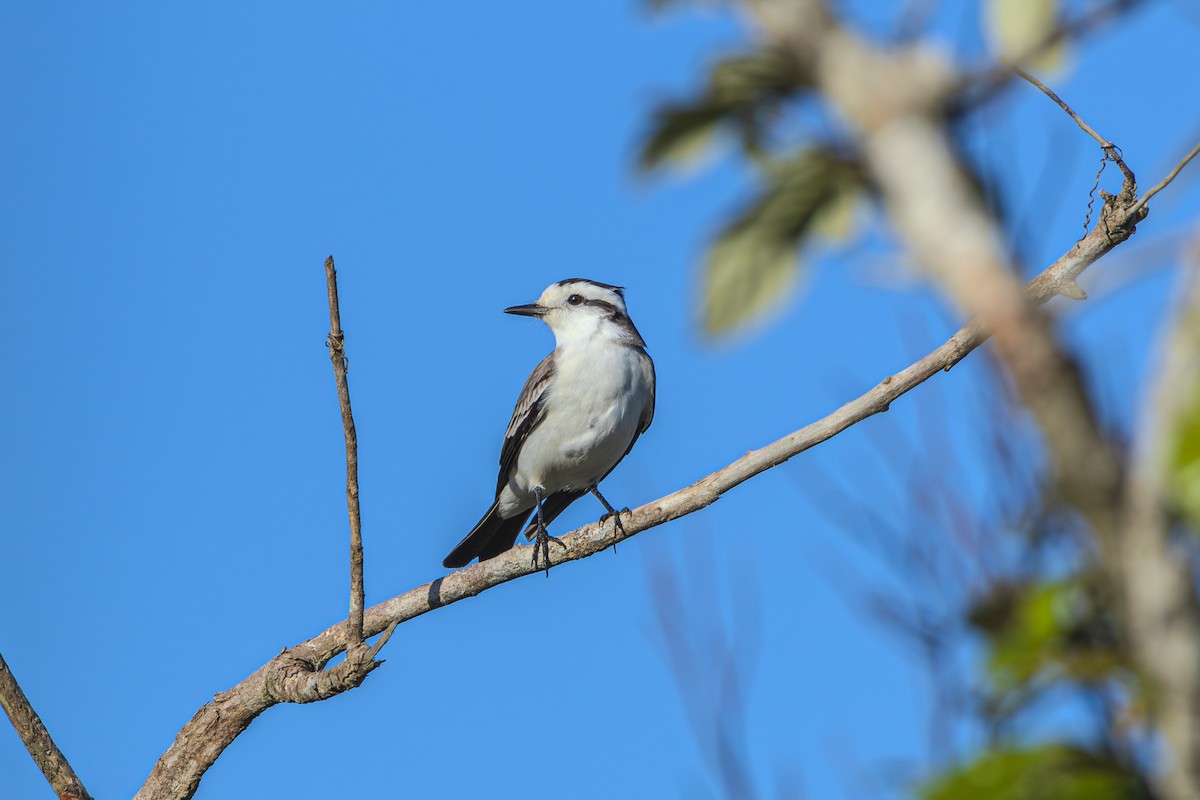 Black-crowned Monjita - ML620673722