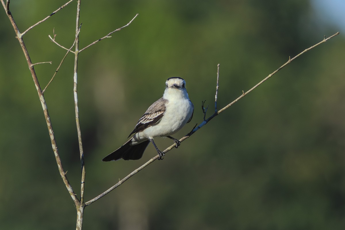 Black-crowned Monjita - ML620673724