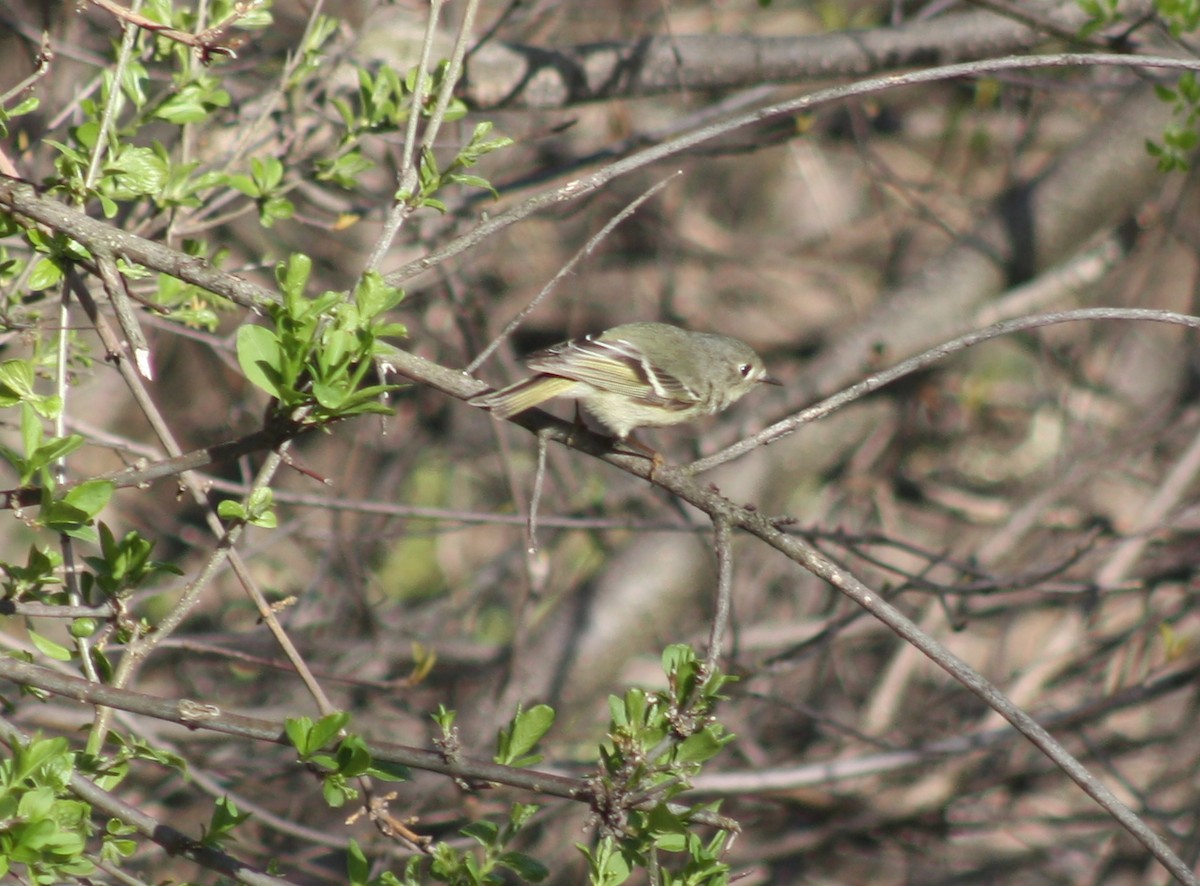 Ruby-crowned Kinglet - ML620673725