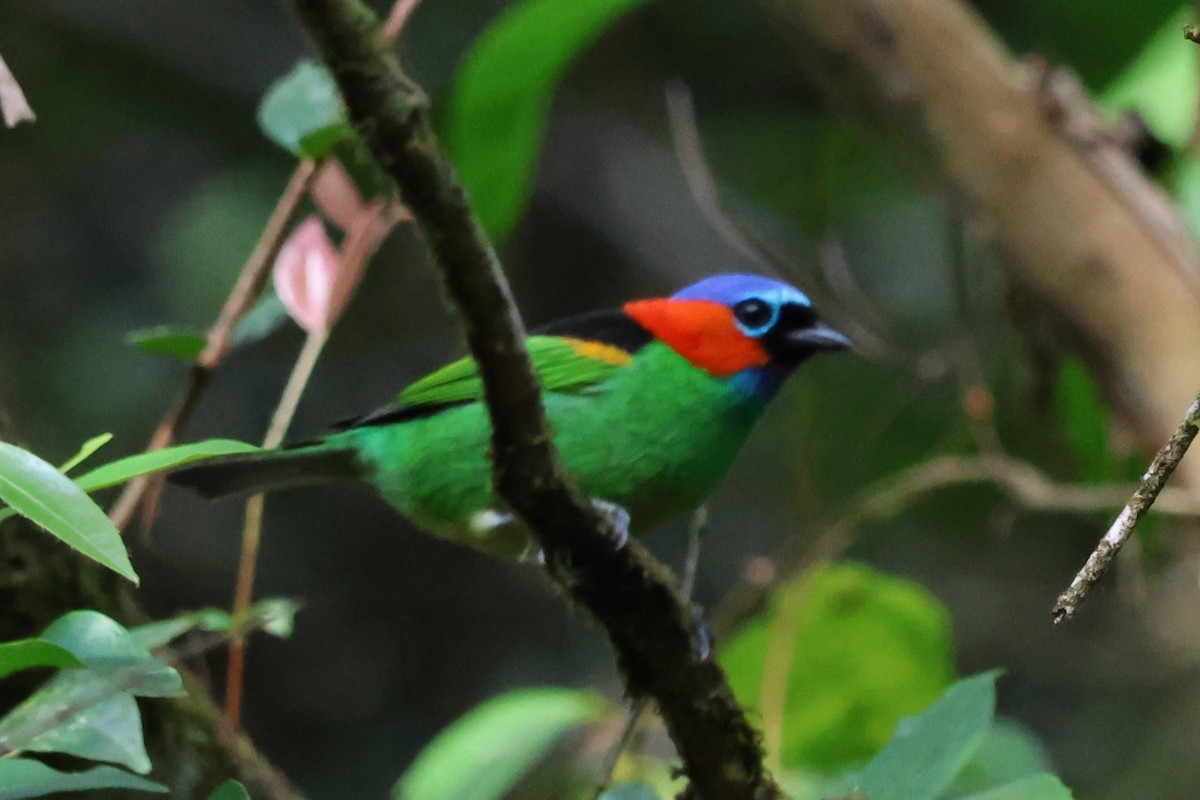 Red-necked Tanager - ML620673726