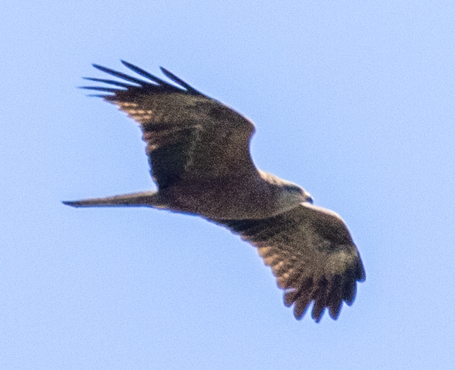 Black Kite - ML620673729