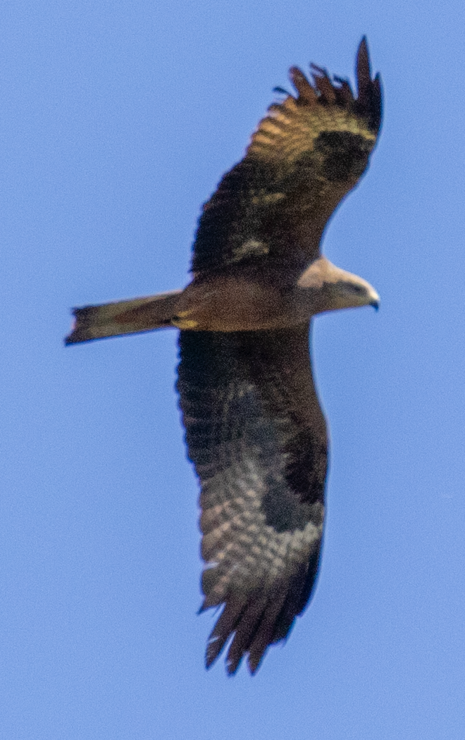 Black Kite - ML620673731