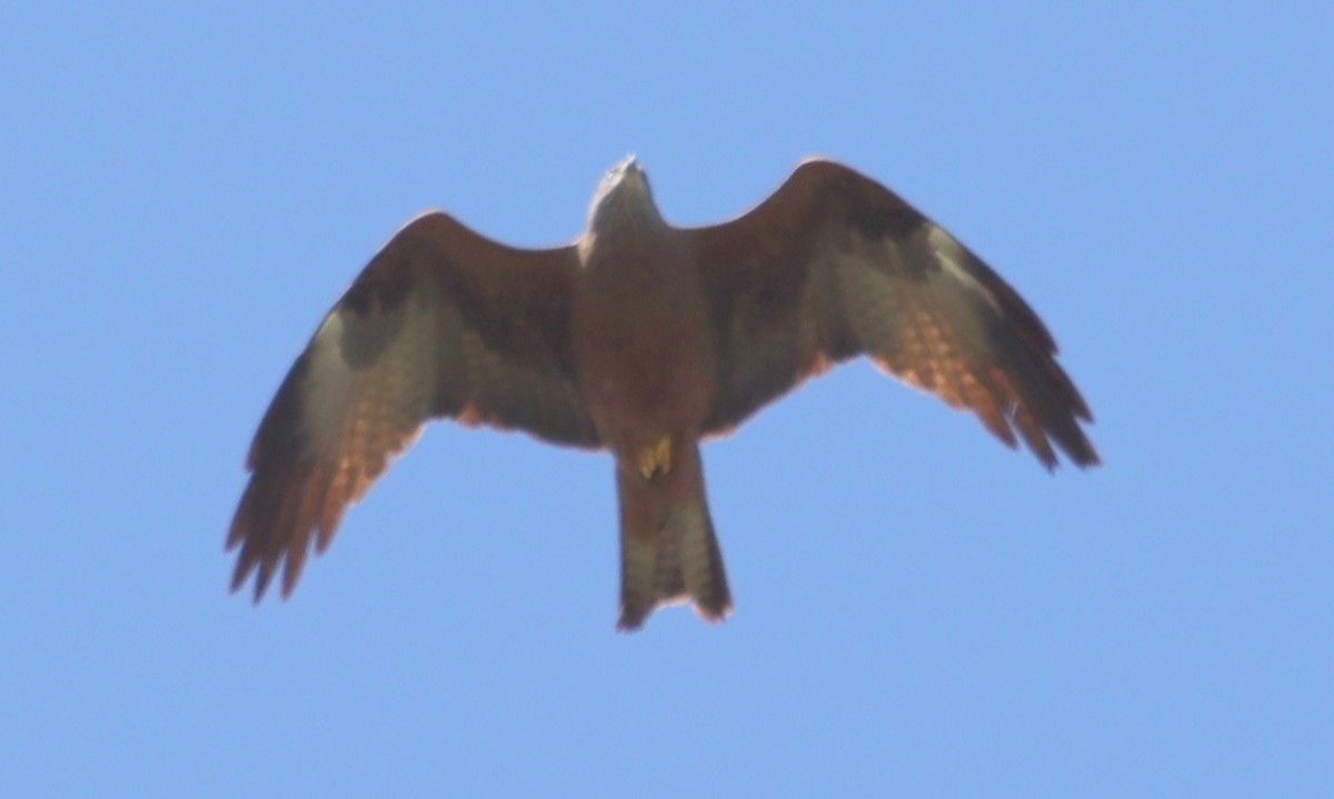 Black Kite - ML620673735