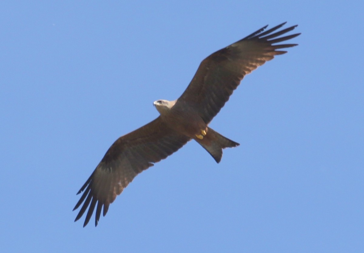 Black Kite - ML620673736