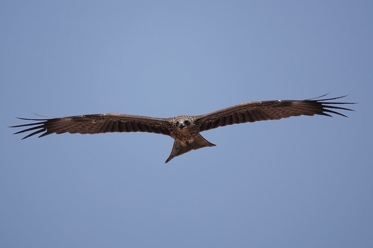 Black Kite - ML620673738