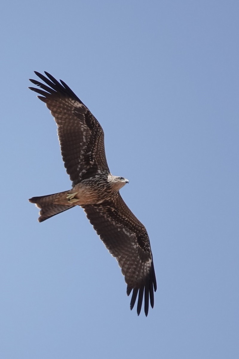 Black Kite - ML620673739