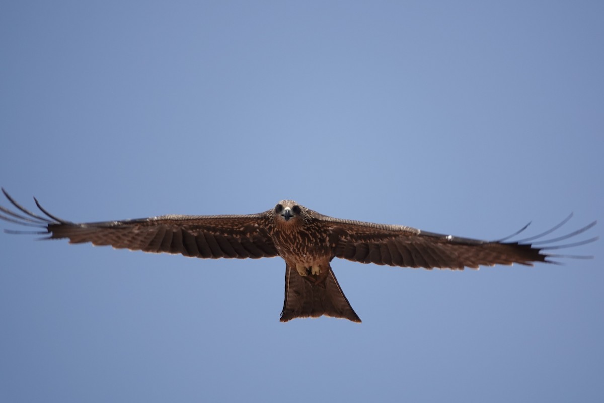 Black Kite - ML620673740