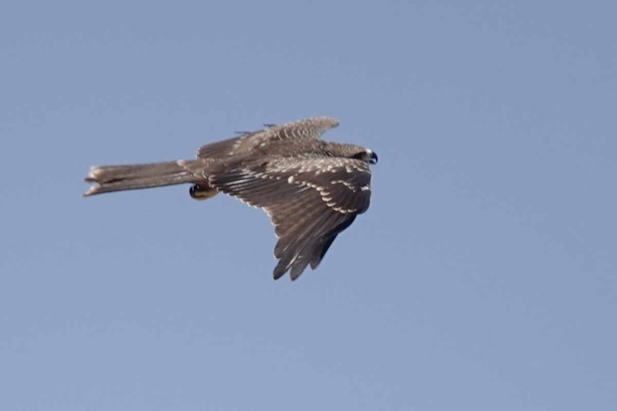 Black Kite - ML620673741