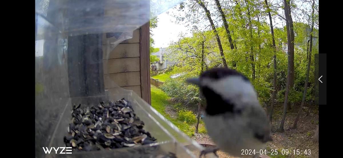 Carolina Chickadee - ML620673742