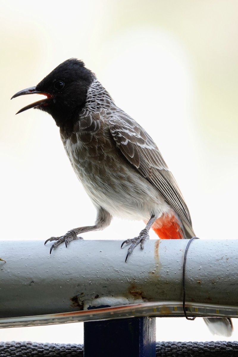 Red-vented Bulbul - ML620673746