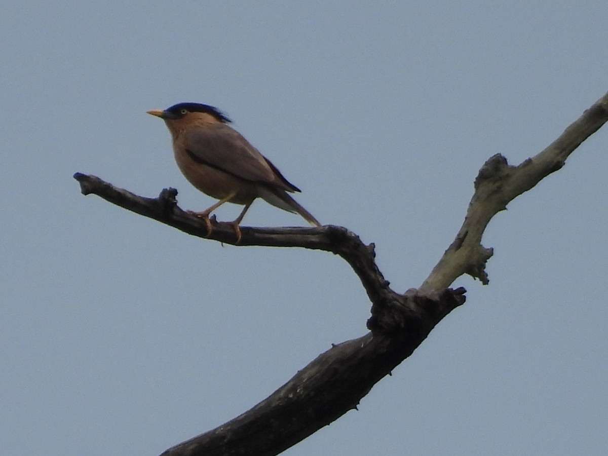 Brahminy Starling - ML620673749