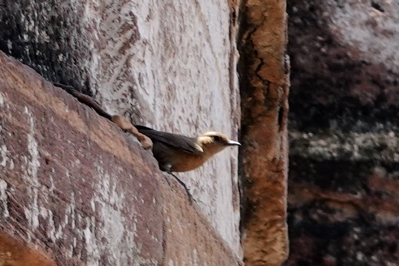 Brown Rock Chat - ML620673750