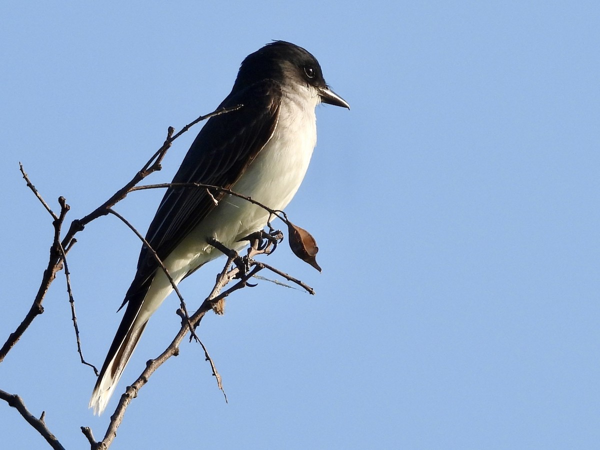 Eastern Kingbird - ML620673757