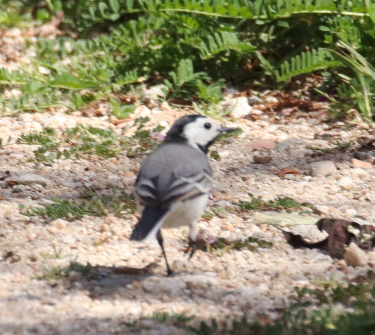 White Wagtail - ML620673760