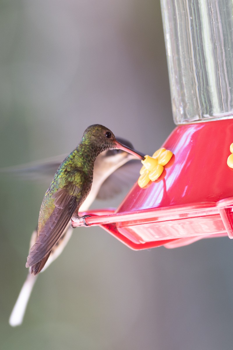 Rufous-tailed Hummingbird - ML620673762