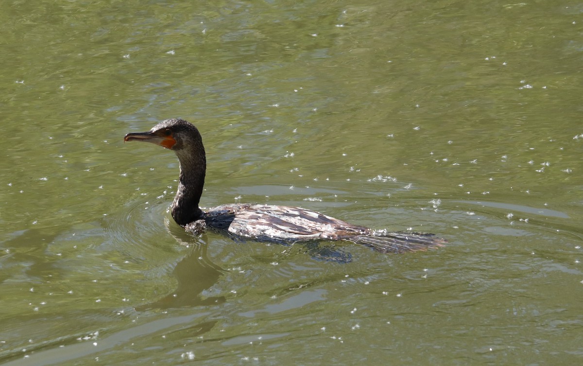 Cormorán Grande - ML620673764