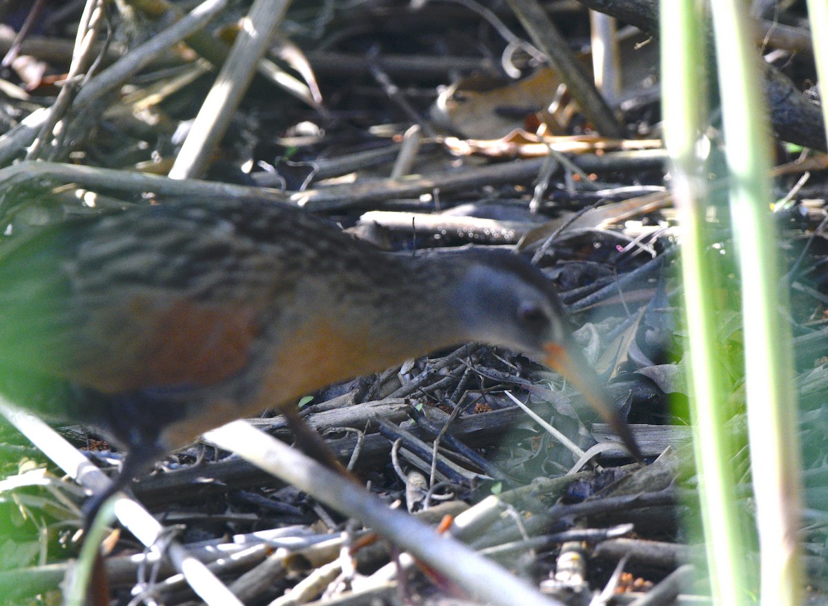 Virginia Rail - ML620673765