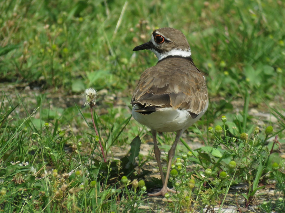 Killdeer - ML620673768