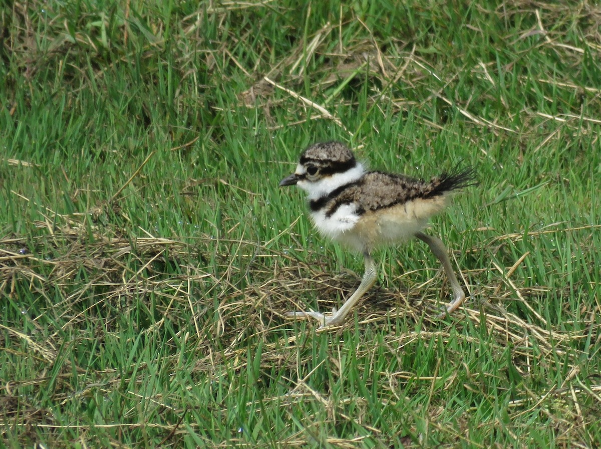 Killdeer - ML620673770