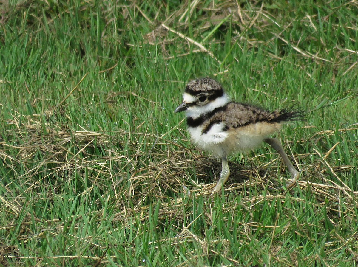 Killdeer - ML620673771