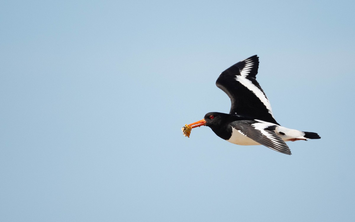 Eurasian Oystercatcher - ML620673772