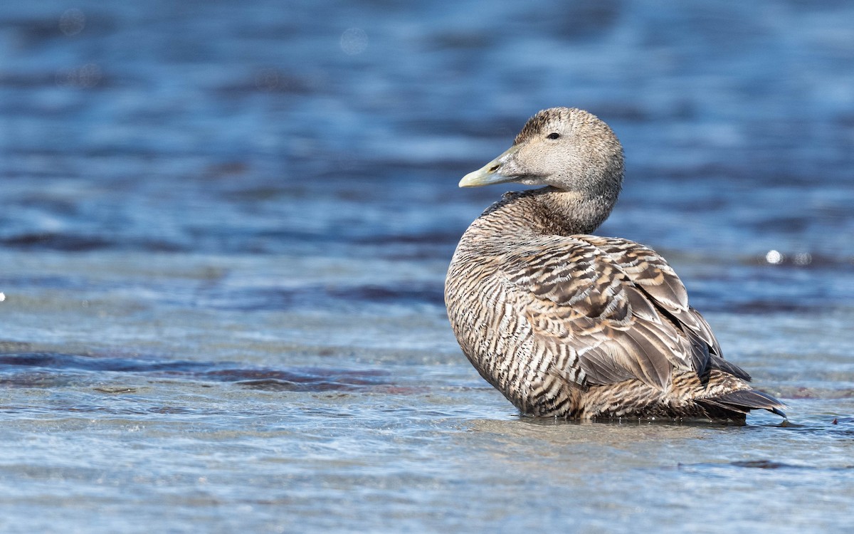 Common Eider - ML620673773