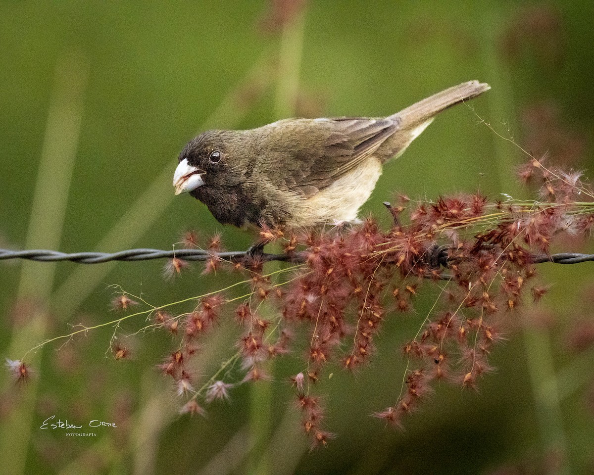 Yellow-bellied Seedeater - ML620673774