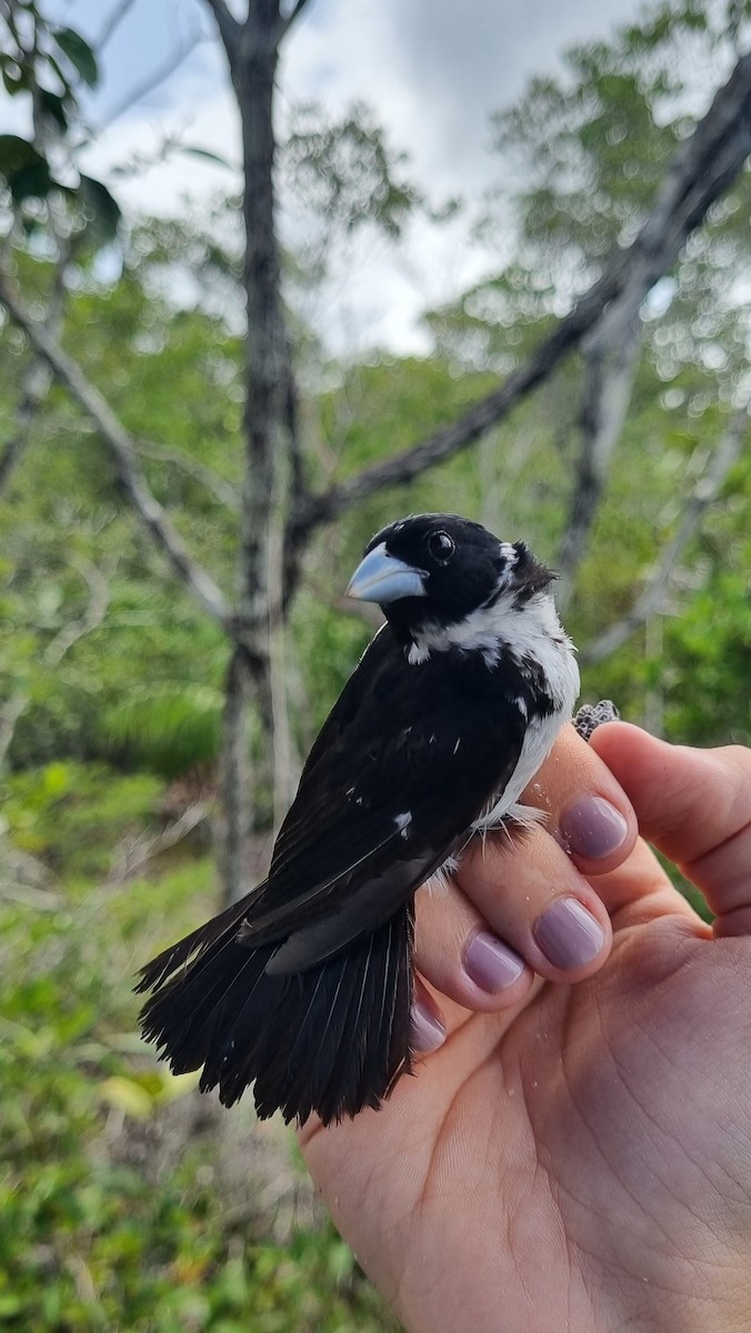 White-naped Seedeater - ML620673776