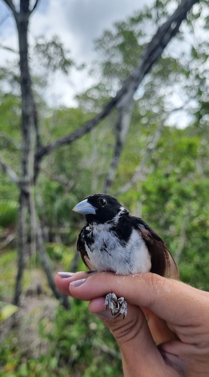 White-naped Seedeater - ML620673777