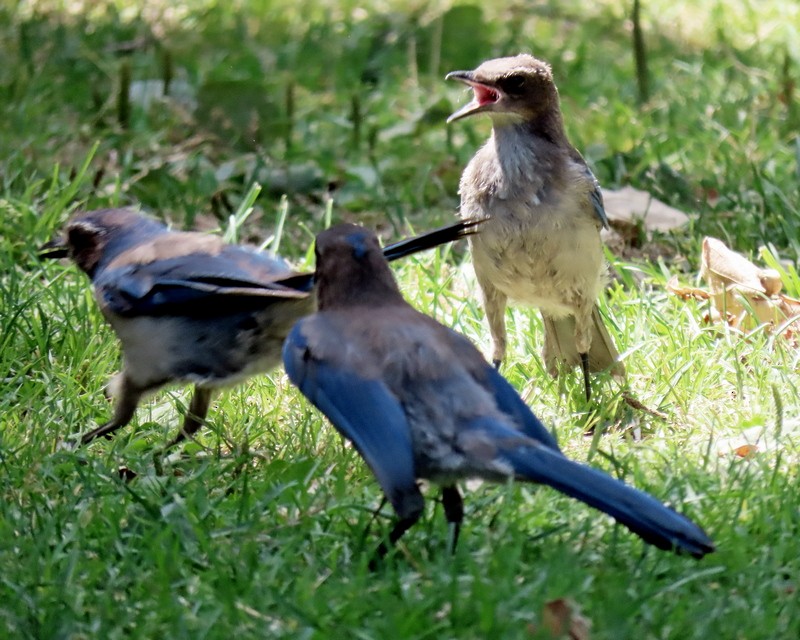 California Scrub-Jay - ML620673778