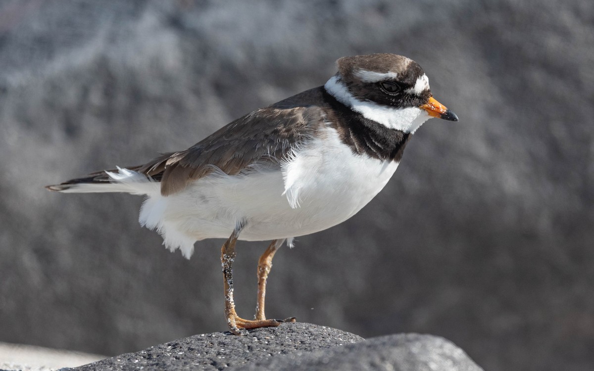 Common Ringed Plover - ML620673779