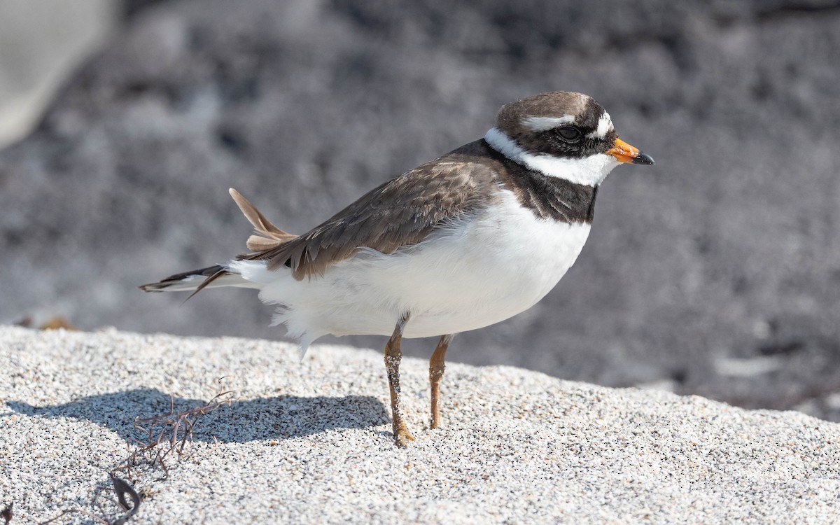 Common Ringed Plover - ML620673780