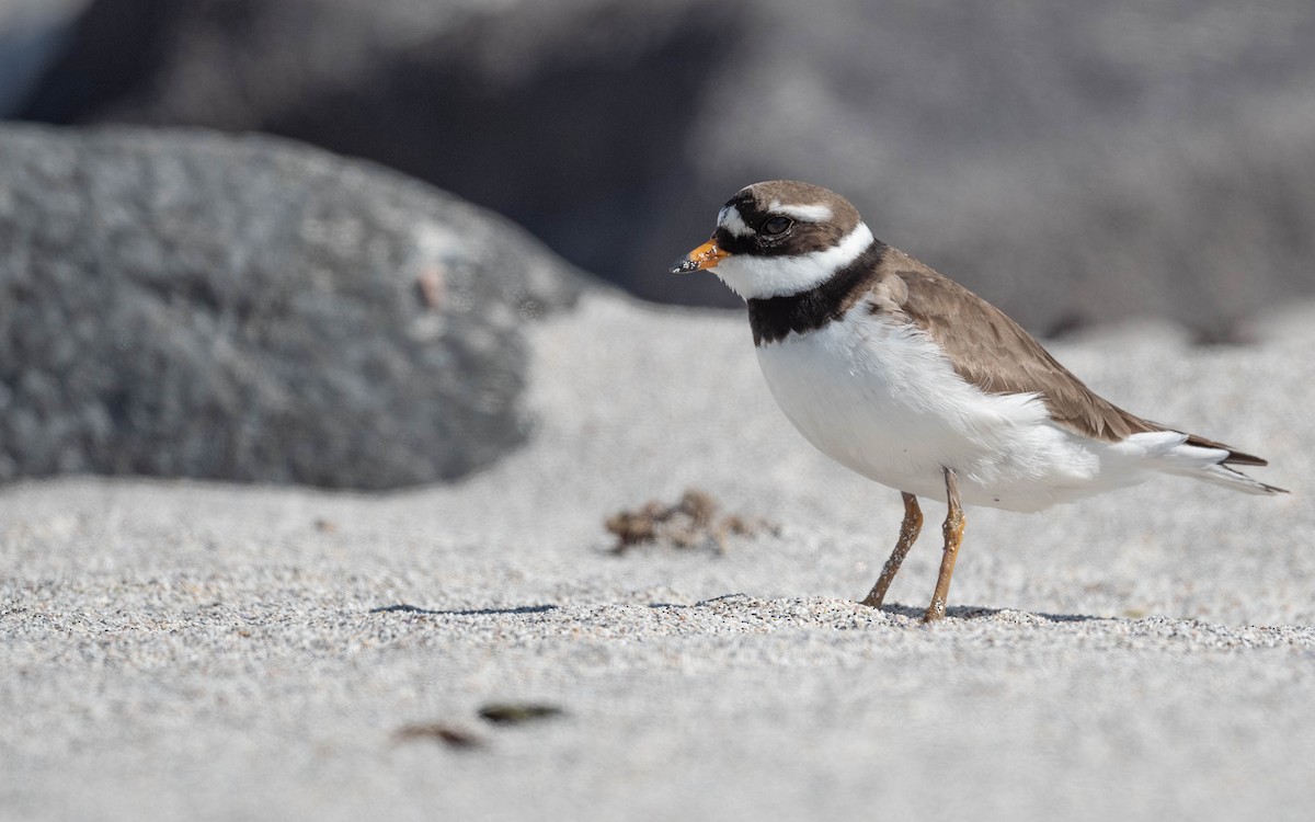 Common Ringed Plover - ML620673781