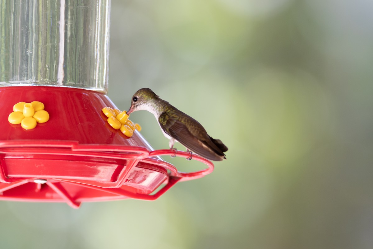 White-bellied Emerald - Francis Canto Jr