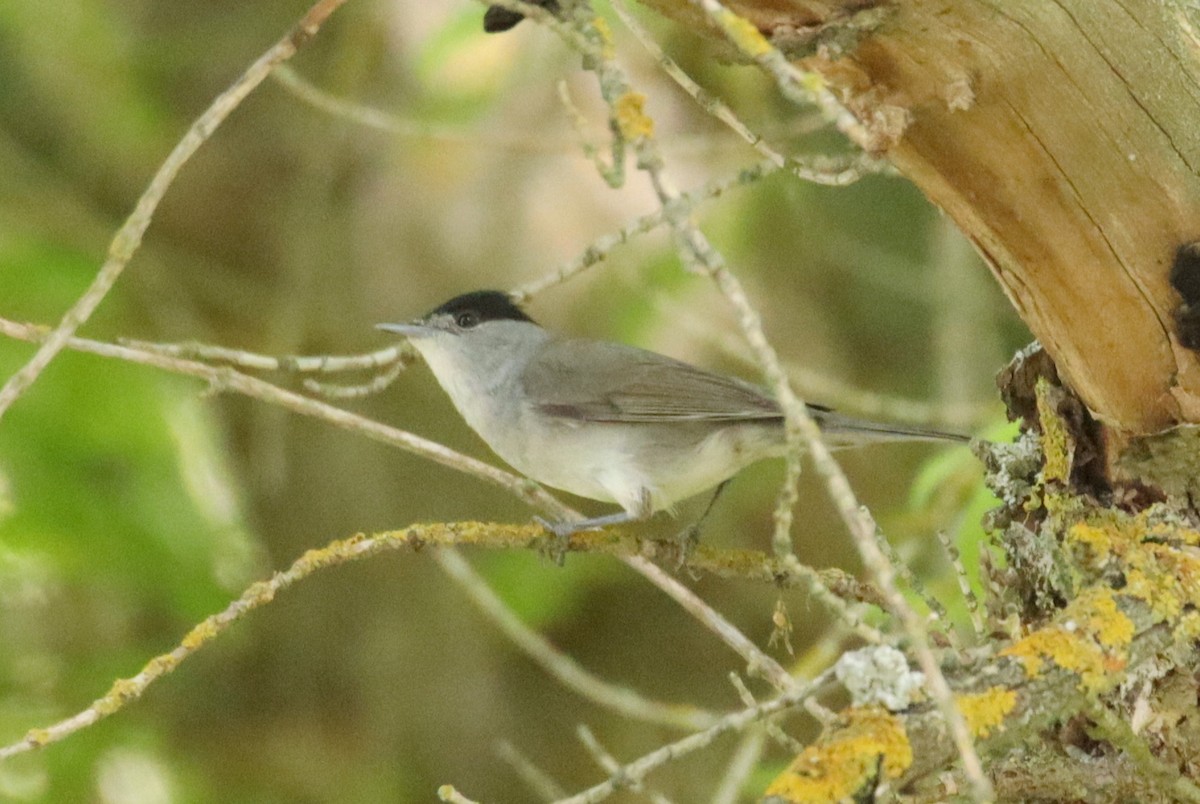 Eurasian Blackcap - ML620673789