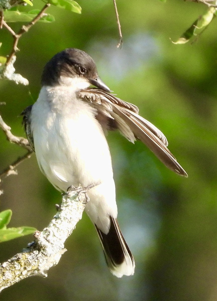 Eastern Kingbird - ML620673790