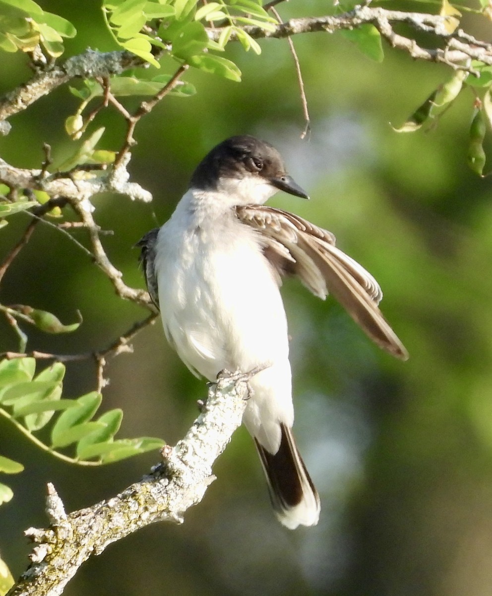 Eastern Kingbird - ML620673791