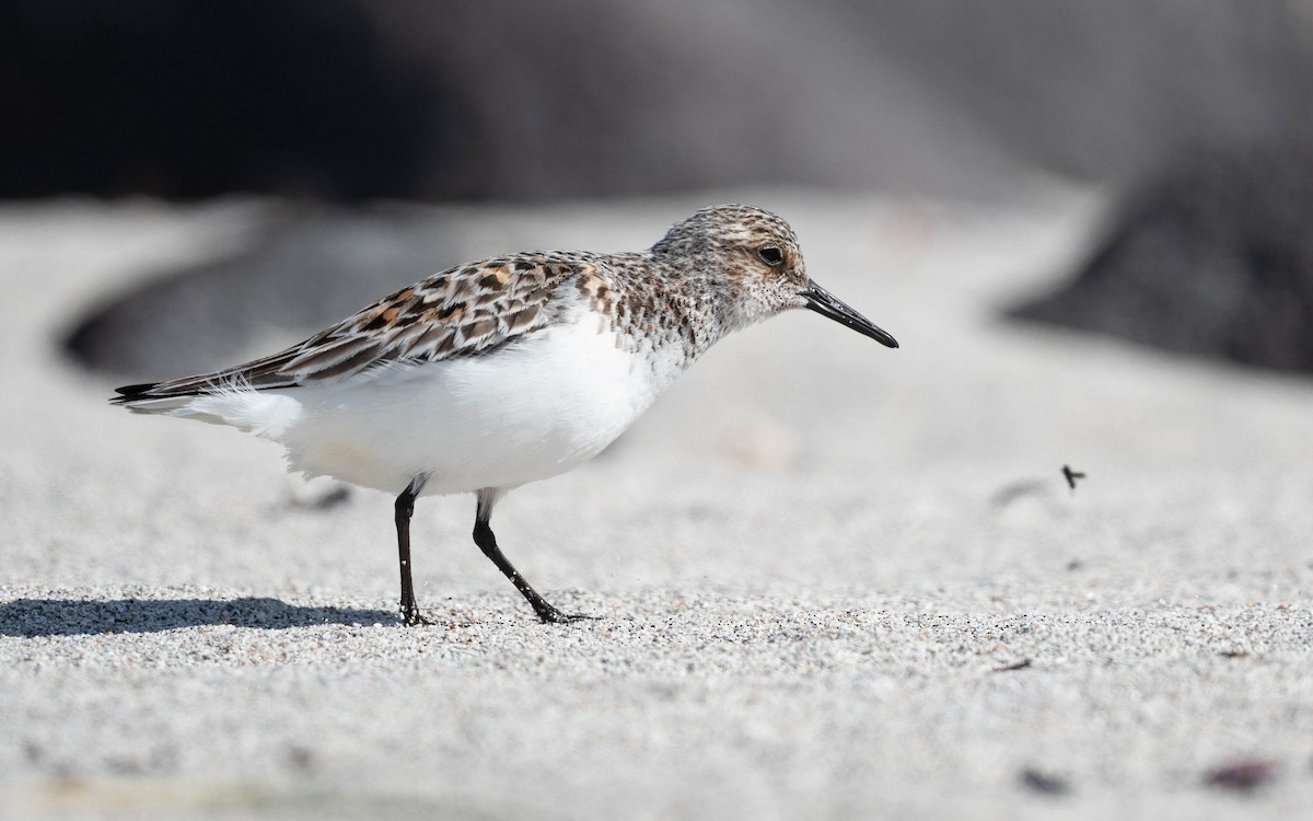 Bécasseau sanderling - ML620673792