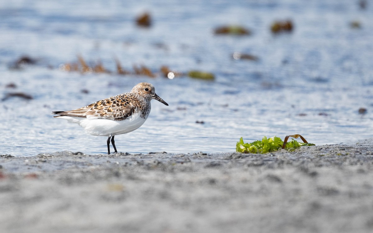 Bécasseau sanderling - ML620673793